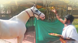 Ashwa Puja | 03 Sept 2023 | Live From VDS Bangalore Ashram