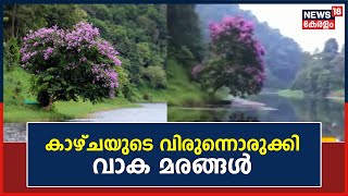 Malayalam News | ഇടുക്കി ഇരട്ടയാർ ജലാശയ തീരം മനോഹരമാക്കി വാക പൂക്കൾ | Idukki | Erattayar