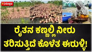 Onion Crops Destroyed Due To Heavy rain in Koppal | ಈರುಳ್ಳಿ ಬೆಳೆ ನಾಶ | Vijay Karnataka