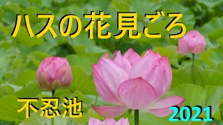 Lotus flowers are in full bloom [2021] 4K Ueno / Shinobazu Pond, Tokyo