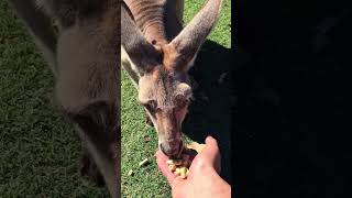 【オーストラリア初上陸🇦🇺】カンガルーに餌あげたら可愛過ぎた🦘#vlog #shorts  #australia #オーストラリア