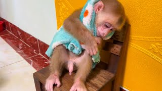 Baby monkey Miker eating fruit