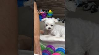 A dog in despair after having his precious toy put away 🐶 #shorts #cutedog #maltese