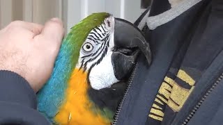 Rescue bird is obsessed with dad