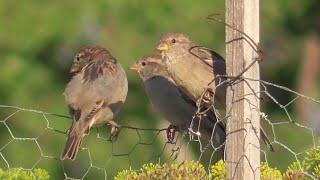 Sparrows in the Garden