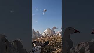 Snow Goose Hunt Claudio Ongaro #huntongaro #benelli #hevishot  #duckhunting #goosehunting @Cabela-s