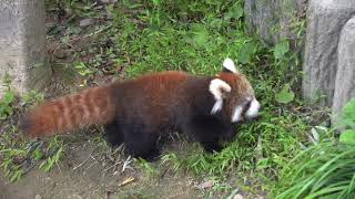 公開15日目のカイトかえでの様子　#レッサーパンダ　#鯖江市西山動物園