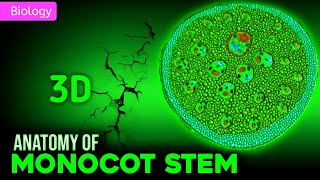 INTERNAL STRUCTURE OF MONOCOT STEM || 3D ANIMATION || @pwemotion