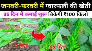 Gwarphali cultivation in January-February earned Rs 5 lakh in 35 days! Cluster bean farming A to Z | cattle farming