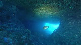 Grouper Grotto