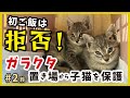 【猫 ガラクタ山から保護】保護した子猫は初ご飯を断固拒否？でも、その姿がいじらしく可愛い。【保護猫・鈴2】/silver kitten