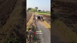 સોનાની ધોહરિયે ધોરિડા જોડા #farming #shorts