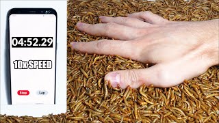 How long can I keep my hand in mealworms?