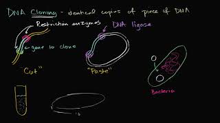 DNA cloning and recombinant DNA Biomolecules MCAT Khan Academy copy