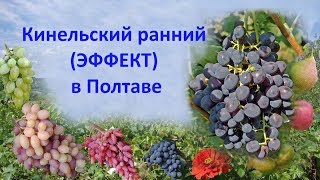 @Виноград 2018.  Виноград Эффект или Кинельский ранний. Отзыв о винограде