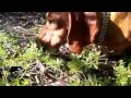 Подмаренник цепкий galium aparine