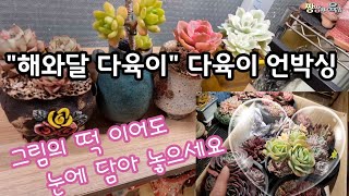 옥천 해와달 다육이 에서 데려온 새식구 소개해요 📦관리 잘된 청년 다육이로 눈도장🌺