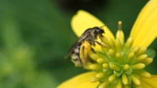 花粉を押さえて固めている？ハチ