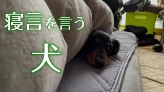 寝言を言う犬。やっと撮影成功しました！【ミニチュアダックスフンド】