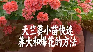 【惠惠的花园】把天竺葵从幼苗养成大苗的方法，赶紧码住学起来