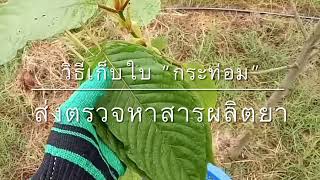 กระท่อม Ep.13 วิธีเก็บใบ “กระท่อม” ส่งตรวจหาสารผลิตยา