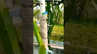 Dragon fruit tree/বাড়ির ছাদে ড্রাগন ফলের চাষ 🌵 #like #subscribe #enjoy