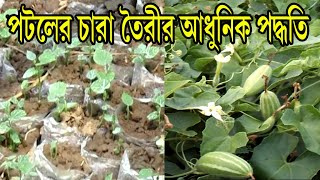 পটলের চারা তৈরীর আধুনিক পদ্ধতি ! পলিথিন ব্যাগে পটলের চারা তৈরী ! Parwal sapling production method