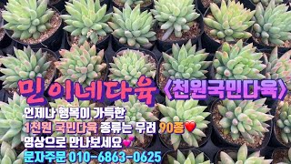 민이네다육/군생도 많은 가성비 이쁜 다육 소개영상💕방문시 800원 택배시 1,000원! 종류는 90종 이상! 저렴한 가격으로 이쁘게 키워보세요/문자주문010-6863-0625