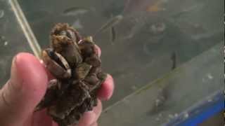 A striped beakfish that bites into a turtle's hand (capitulum mitella)