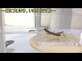 蟻戦争Ⅱ＃117 ゲジゲジvs女王不在クロオオアリ～取り戻した生きる意味～編～house centipede vs japanese ant～