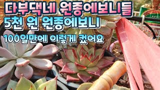 창 초보  다부댁네 원종에보니들 근황 ,  많이 크고 물도들었네요. #다육이를부탁해