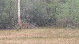 Oh dear, a deer in my front yard. pt2