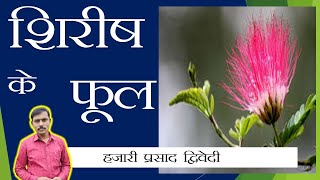 शिरीष के फूल | हजारी प्रसाद द्विवेदी | निबंध | Shirish ke phool | Hajariprasad Dwivedi | Dr. Marde