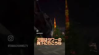 犬のブルテリアたま　東京タワーを堪能 #shorts #ブルテリア #港区 #スタンダードブルテリア #dog #tokyotower #東京タワー #芝公園 #tokyo