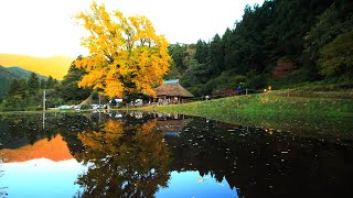 奥出雲 金言寺の大イチョウ (31-Oct-2019)