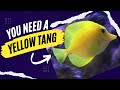 YELLOW TANG Easy Care Guide GREAT TANG for Beginners! Here's WHY!