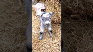 Goat 🐐 Baby #shorts #youtubeshorts #viral #goat