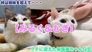 【保護猫みるく＆むぎ】ウチに迎えた保護猫ちゃん。幸せにしてあげたくて迎えたけど、結局こちらが沢山の幸せをもらってます😍保護猫をウチに迎える選択肢を・・・。＃保護猫＃猫＃CAT