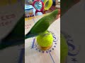 bird training smart lovebird parrot smart little cute parrot training smartparrot cute