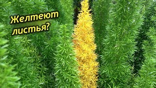 Почему желтеет и осыпается аспарагус? Что делать? Как спасти растение?