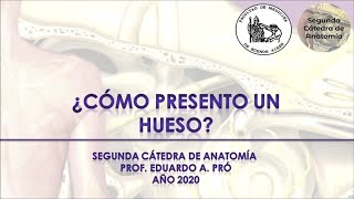 L1.1 | Como presentar un hueso | Anatomía 2 | FMed UBA