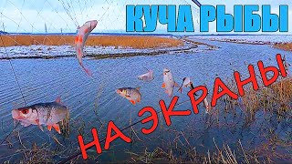 ЭКРАНЫ СНОВА ТРЕЩАЛИ. Канавы полные рыбы.