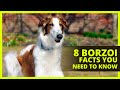 BORZOI 101 | Interesting facts about the Borzoi you probably don't know!