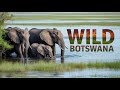 Safari dive In Botswana — where the Kalahari meets the Okavango Delta