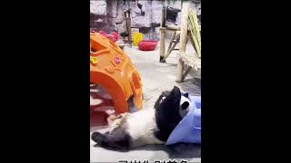 天天被叫去领盐今天终于领到了#国宝熊猫 #可爱到爆炸 #panda #大熊猫灵岩