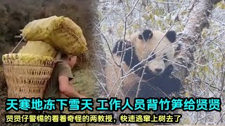 12月6日 天台山下雪了，工作人员冒着严寒爬山路给贤贤送竹笋 #panda #fubao