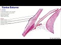 🥇 anatomy of the eye 1 3 generalities and external tunic