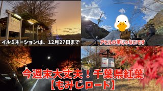 まだ間に合う！2024千葉県紅葉【もみじロード】＆フォアグラさんグローブレビュー