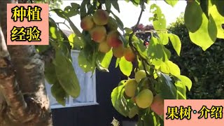 【果樹種植】經驗分享：Victoria plum 購買西洋梅樹前的注意事項及種植心得 how to care for Victoria plum trees