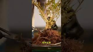 黄杨种植技巧，一棵桩翻五倍的关键就在这几点。 #黄杨盆景  #珍珠黄杨  #盆景制作技巧  #黄杨种植 